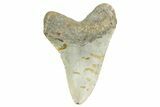 Fossil Megalodon Tooth - North Carolina #365979-2